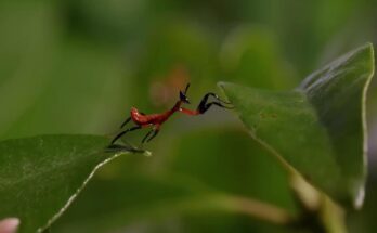 Young praying mantis facing a jumping spider in a defensive pose