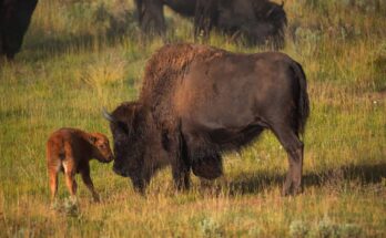 Baby Bison Stay with Their Moms