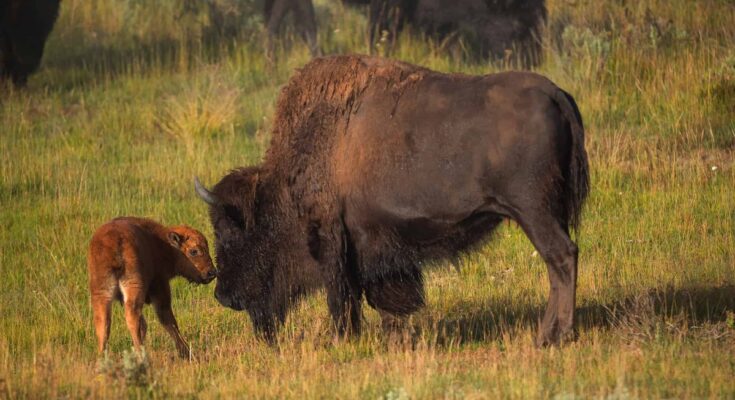 Baby Bison Stay with Their Moms